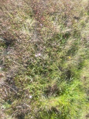 Cosmos bipinnatus