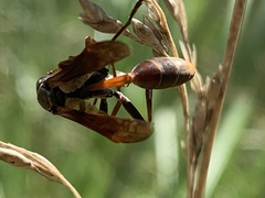 Mischocyttarus drewseni