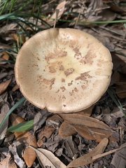 Amanita