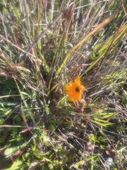 Dimorphotheca sinuata