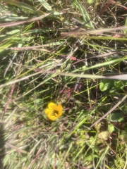 Dimorphotheca sinuata