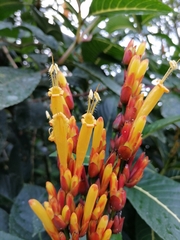 Sanchezia parvibracteata