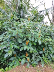 Sanchezia parvibracteata