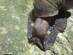 Lissachatina fulica