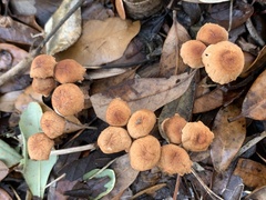 Laccaria laccata