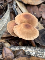 Laccaria laccata