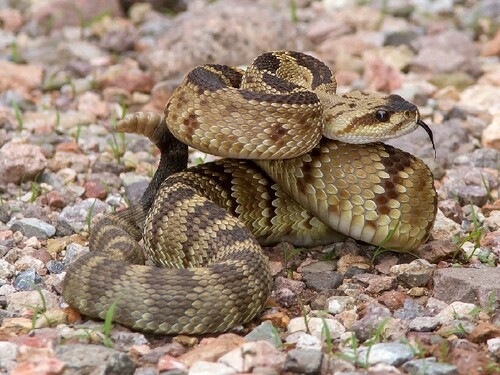 Western Black-tailed Rattlesnake, Cave Creek Canyon, Arizona 85632, USA, photo 10 of 10
