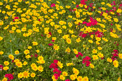 Coreopsis nuecensis