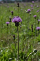 Cirsium canum