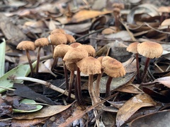 Laccaria laccata