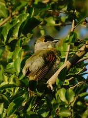 Pachyramphus viridis