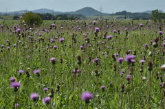 Cirsium canum