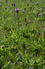 Cirsium canum