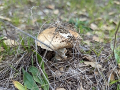 Amanita velosa