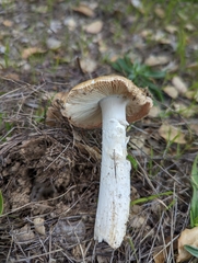 Amanita velosa