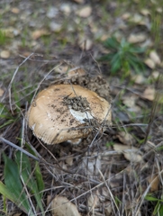 Amanita velosa
