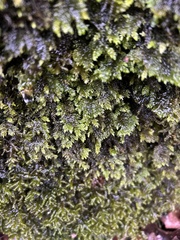 Thamnobryum alleghaniense
