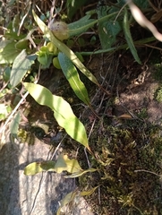 Pleopeltis macrocarpa