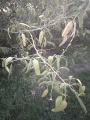 Senegalia bonariensis