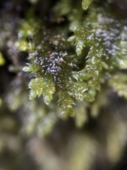 Thamnobryum alleghaniense