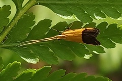 Crocanthes micradelpha