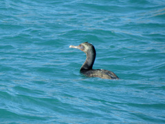 Leucocarbo chalconotus