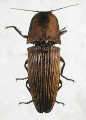 Chalcolepidius porcatus