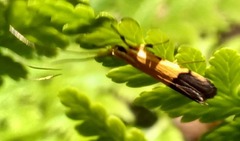 Crocanthes micradelpha