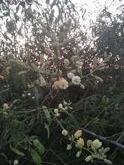 Senegalia bonariensis