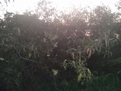 Senegalia bonariensis