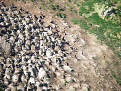 Leucocarbo chalconotus