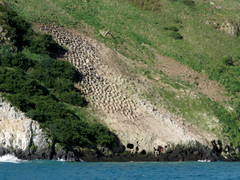 Leucocarbo chalconotus