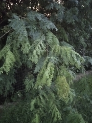 Albizia inundata
