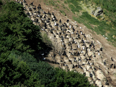 Leucocarbo chalconotus