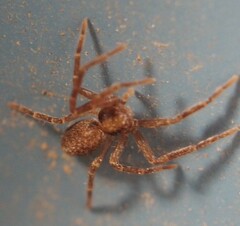 Philodromus rufus
