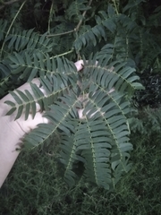 Albizia inundata