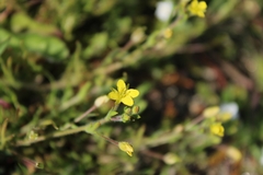 Tropidocarpum gracile