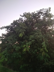 Albizia inundata