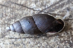 Odontostomidae