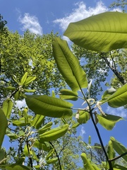 Magnolia macrophylla macrophylla