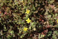 Tropidocarpum gracile