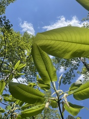 Magnolia macrophylla macrophylla