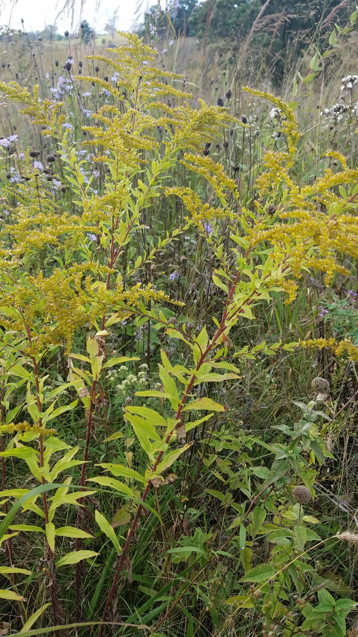 Solidago canadensis var. hargeri