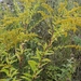 Harger's Goldenrod - Photo (c) cassi saari, some rights reserved (CC BY-NC), uploaded by cassi saari