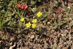 Tropidocarpum gracile