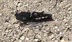 Lactista gibbosus