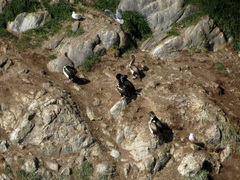 Leucocarbo chalconotus