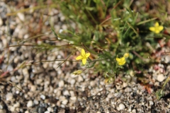 Tropidocarpum gracile