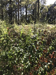 Veronica derwentiana