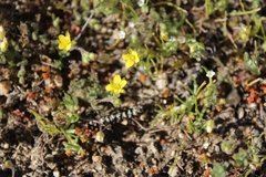 Tropidocarpum gracile